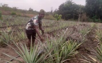 Seydouba Camara : Le paysan passionné qui cultive l’avenir à Kouriah