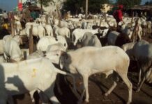 Guinée : La Tabaski à l’épreuve d’une crise de liquidité sans précédent